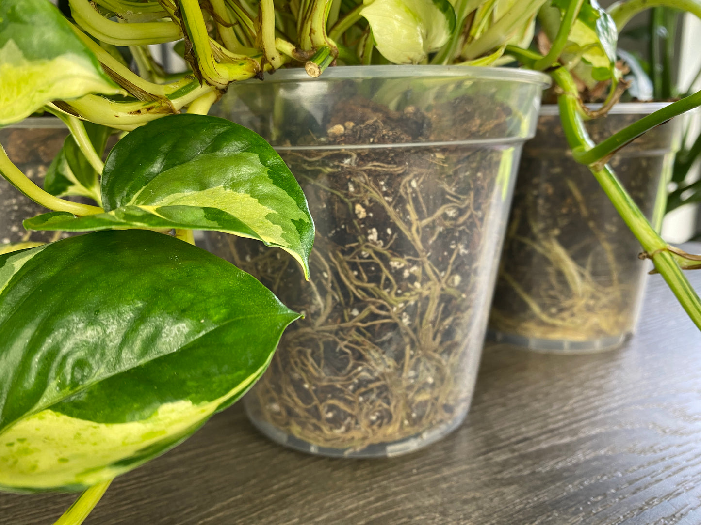 8 Inch Clear Nursery Pots - 5 Pack