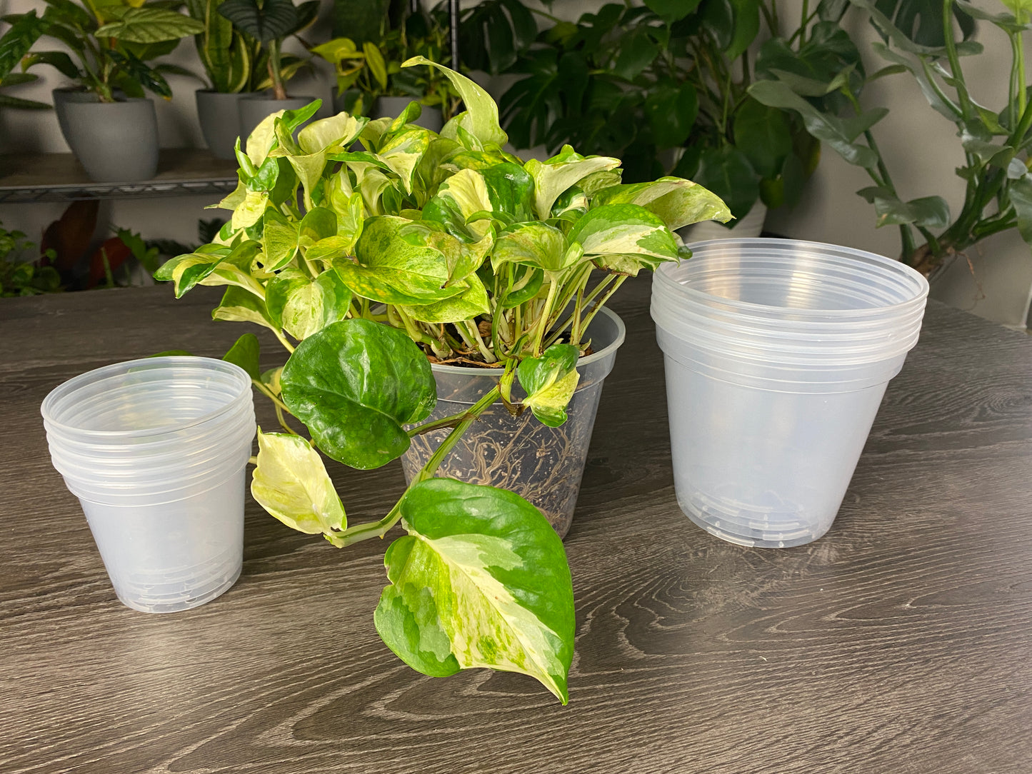 20 Pack BEST BUNDLE Clear Nursery Pots 5 – 4” Pots, 5 - 5" Pots, 5 - 6" Pots and 5 – 8”