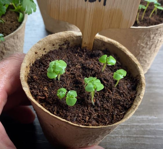 Herbs: Top 3 Tips to Help Improve Rate and Speed of Germination