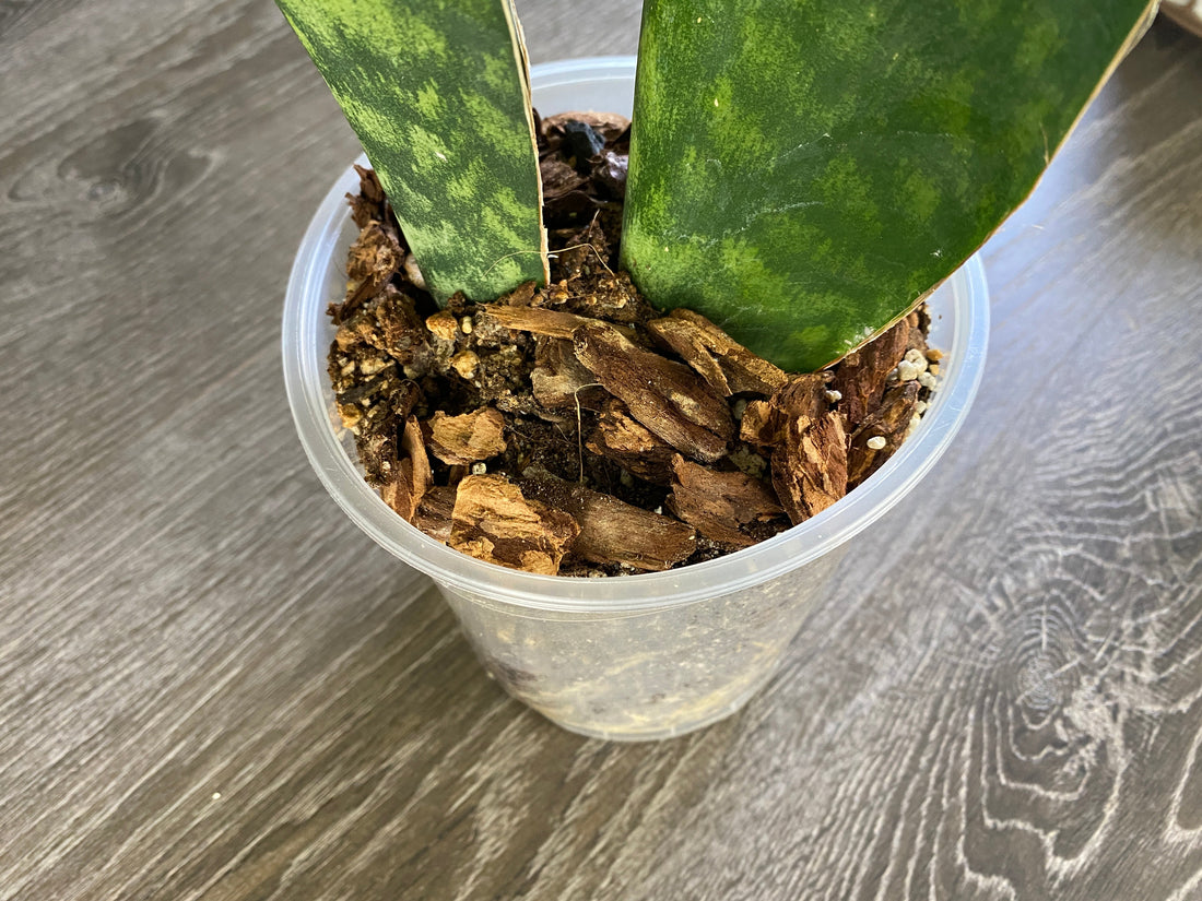 Sanseveria Fungus Gnats