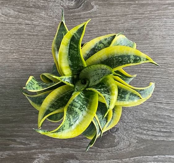 Sansevieria 'Twisted Sister'