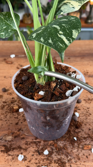 How To Water Your Monstera