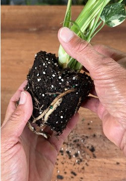 Root Rot: Why Indoor Plants Decline So Fast (and How to Stop It)