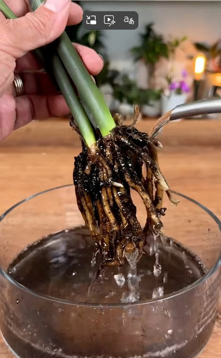 Root Rot Isn’t About Root Color. Here’s What to Look For Instead