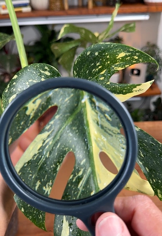 The Ultimate Monstera Care Guide ⭐ Digital Download — Instant Delivery - 100% Satisfaction Guaranteed