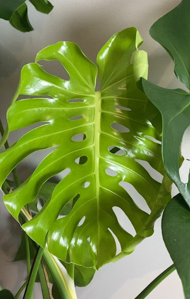 The Ultimate Monstera Care Guide ⭐ Digital Download — Instant Delivery - 100% Satisfaction Guaranteed