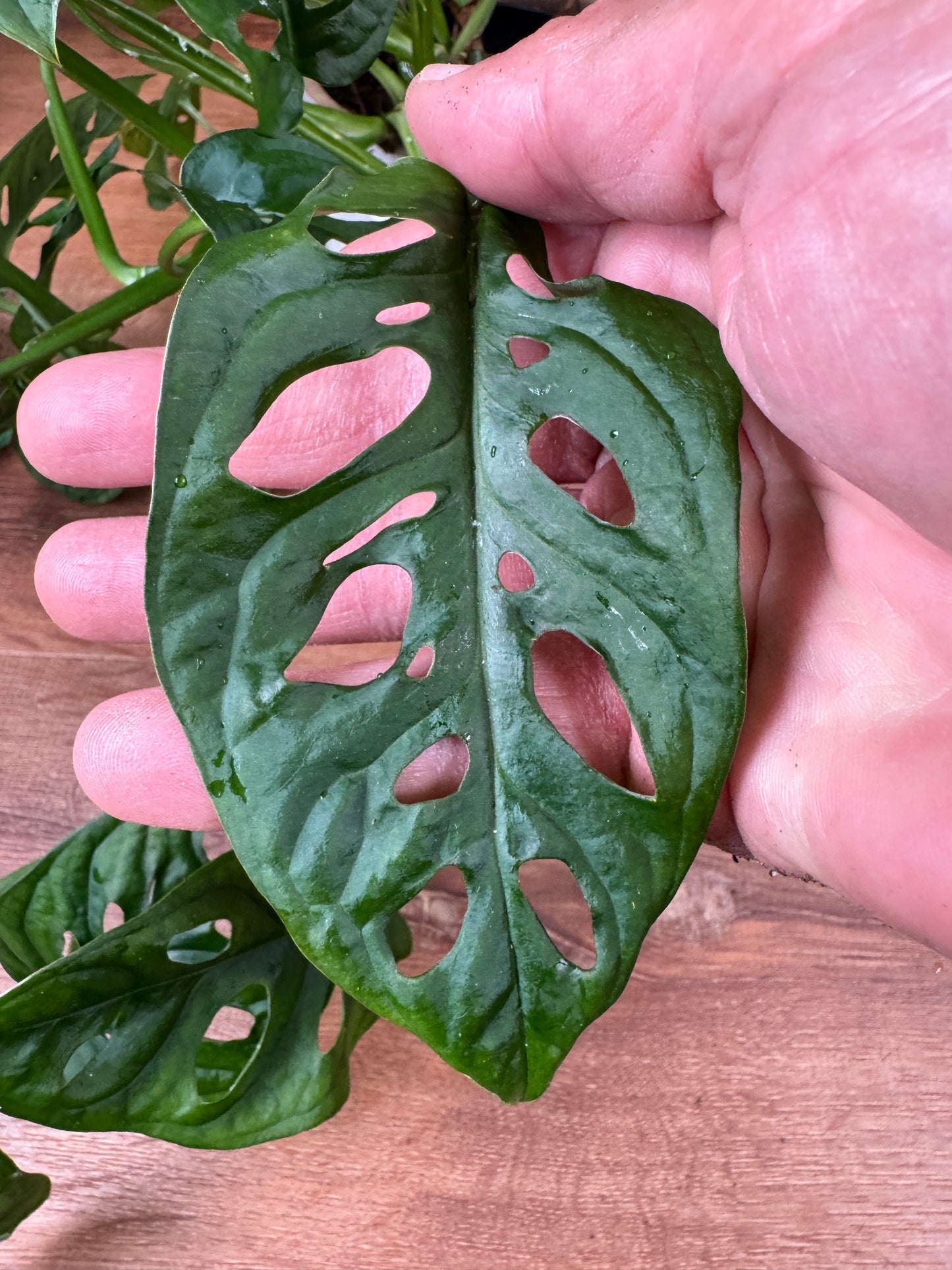 The Ultimate Monstera Care Guide ⭐ Digital Download — Instant Delivery - 100% Satisfaction Guaranteed