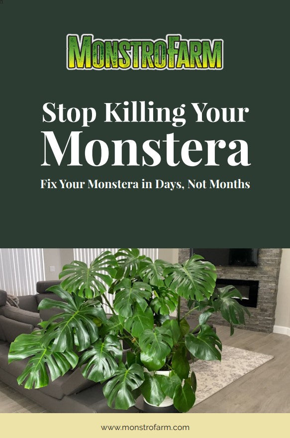 The Ultimate Monstera Care Guide ⭐ Digital Download — Instant Delivery - 100% Satisfaction Guaranteed