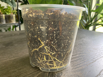 8 Inch Sturdy Root-Check Clear Pots - 5 Pack