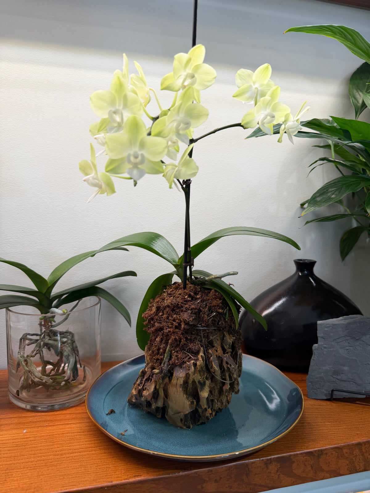 Orchid on a Rock
