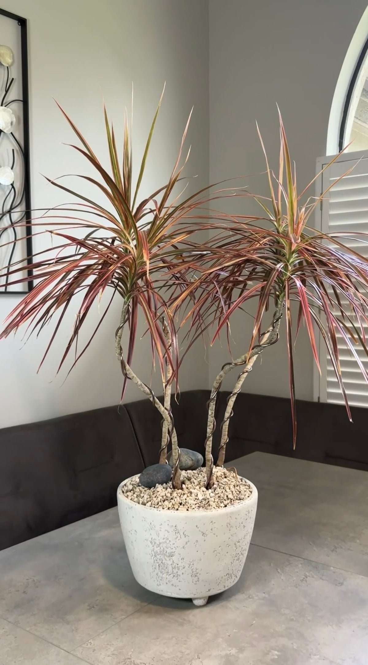 $50 Marginata Transformation