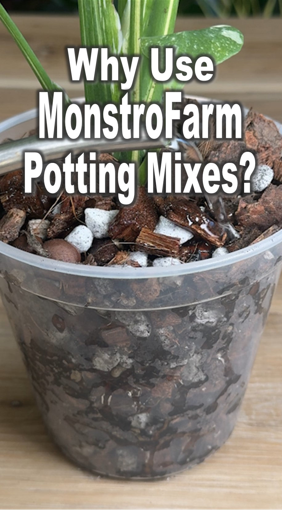 MonstroFarm ZZ Plant Potting Mix