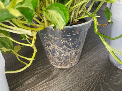 20 Pack 4" and 6" BUNDLE, Sturdy Root-Check Clear Pots 10 - 4" Pots and 10 - 6"